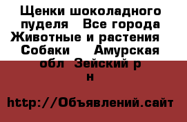 Щенки шоколадного пуделя - Все города Животные и растения » Собаки   . Амурская обл.,Зейский р-н